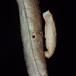 Coleophora gallipennella (Coleophora gallipennella)