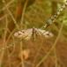 Gulbrun Grandværgmåler (Eupithecia lanceata)
