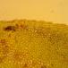Næb-Krybstjerne (Plagiomnium rostratum)