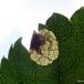 Kile-Birkeminérbladhveps (Fenusella nana)