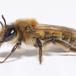 Forårsjordbi (Andrena praecox)