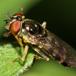 Stor Bredfodsflue (Platycheirus peltatus)