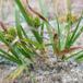 Høst-Star (Carex oederi var. pulchella)