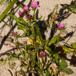 Strand-Tusindgylden (Centaurium littorale var. littorale)