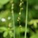 Mellembrudt Star (Carex divulsa ssp. leersii)