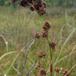 Hvas Avneknippe (Cladium mariscus)