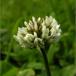 Hvid-Kløver (Trifolium repens)