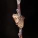 Uldgumpmåler (Alsophila aescularia)