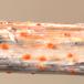 Nælde-Orangeskive (Calloria neglecta)