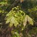Spids-Løn (Acer platanoides)