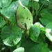 Plettet Arum (Arum maculatum)