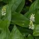 Majblomst (Maianthemum bifolium)