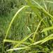Knippe-Star (Carex pseudocyperus)