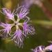 Strand-Nellike (Dianthus superbus)