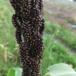 Korn-Hanespore (Echinochloa esculenta)
