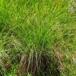 Knold-Star (Carex nigra var. recta)