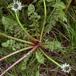 Bølgetandet Vejmælkebøtte (Taraxacum sinuatum)