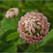 Alsike-Kløver (Trifolium hybridum ssp. hybridum)