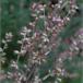 Grå-Bynke (Artemisia vulgaris)