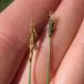 Tvebo Star (Carex dioica)
