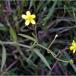 Kær-Ranunkel (Ranunculus flammula)