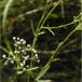 Seglblad (Falcaria vulgaris)