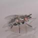 Ørentvistsnylteflue (Triarthria setipennis)