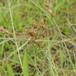 Hare-Star (Carex ovalis)