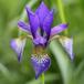 Sibirisk Iris (Iris sibirica)