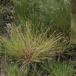 Grå Star (Carex canescens)