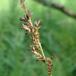 Forlænget Star (Carex elongata)