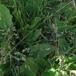 Blågrøn Rapgræs (Poa humilis)
