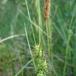 Grøn Star (Carex demissa)