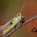 Lynggræshoppe (Omocestus viridulus)