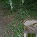 Skov-Rørhvene (Calamagrostis arundinacea)