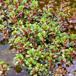 Vandportulak (Lythrum portula)