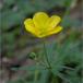 Nyrebladet Ranunkel (Ranunculus auricomus)
