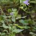 Bredbladet Klokke var. macrantha (Campanula latifolia var. macrantha)