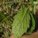 Krybende Baldrian (Valeriana sambucifolia ssp. procurrens)