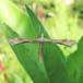 Røllikefjermøl (Gillmeria pallidactyla)