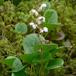 Mose-Vintergrøn (Pyrola rotundifolia ssp. rotundifolia)