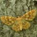 Gulflammet Bladmåler (Hydrelia flammeolaria)