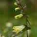 Almindelig Kohvede (Melampyrum pratense)