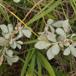 Lav Pil (Salix aurita x repens ssp. repens)