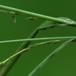 Tyndakset Star (Carex strigosa)
