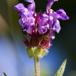 Storblomstret Brunelle (Prunella grandiflora)