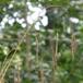 Sildig Skov-Hejre (Bromopsis ramosa)