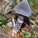 Pelargonie-Slørhat (Cortinarius flexipes)