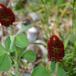 Blod-Kløver (Trifolium incarnatum)