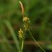 Dværg-Star (Carex oederi var. oederi)